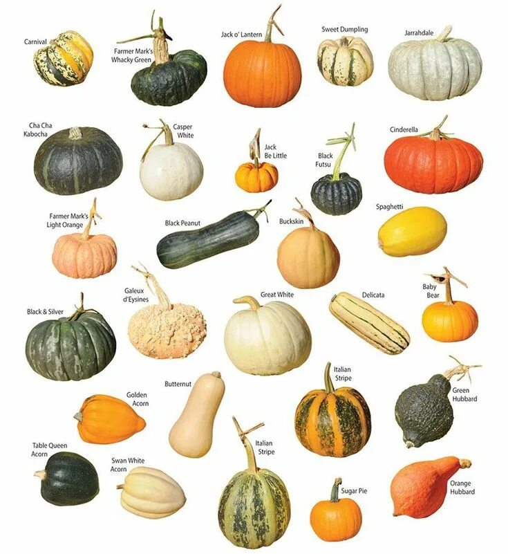 Названия тыкв с фото и описание Pin on Yard & Garden Types of pumpkins, Pumpkin varieties, Colorful vegetables