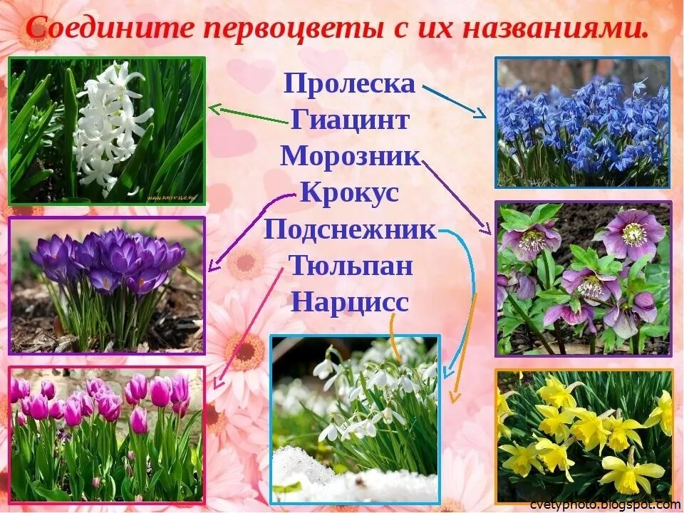 Названия весенних цветов фото Первые весенние цветы названия фото - DelaDom.ru