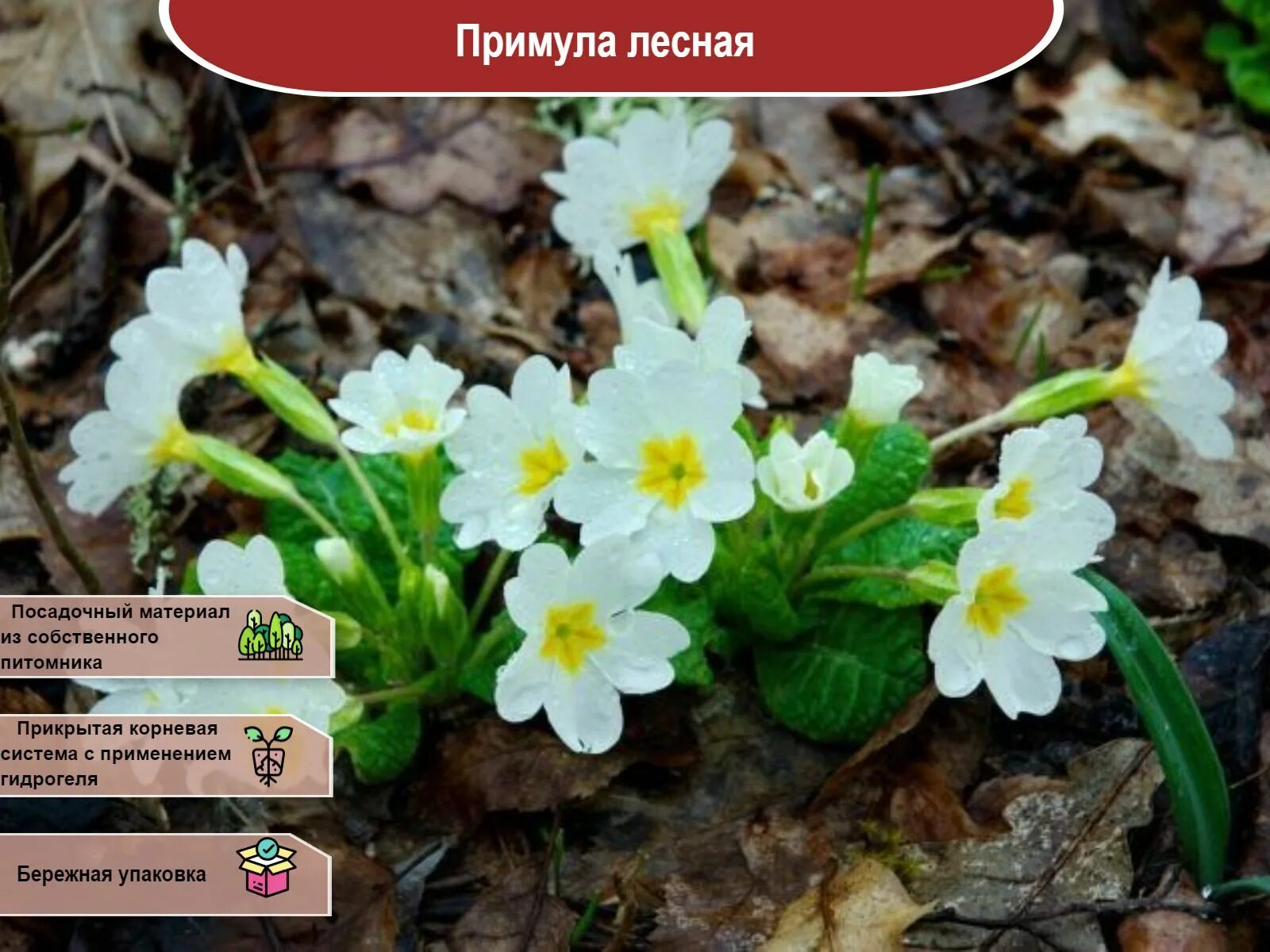 Названия весенних цветов фото Саженец - купить с доставкой по выгодным ценам в интернет-магазине OZON (1173338