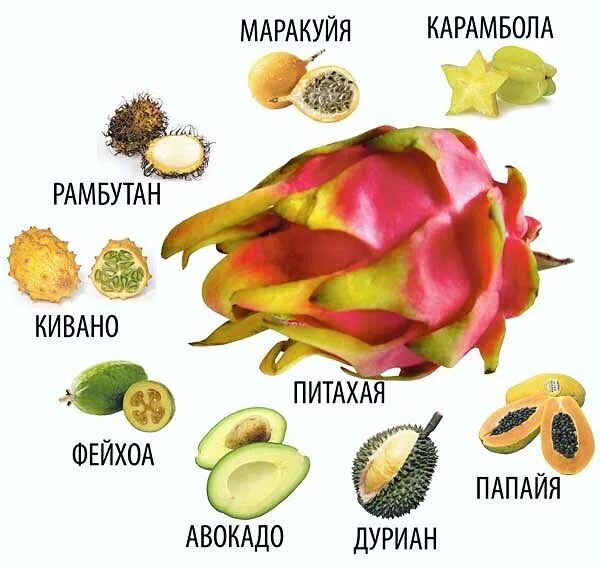 Названия южных экзотических фруктов с фото Pin on Сайты еда