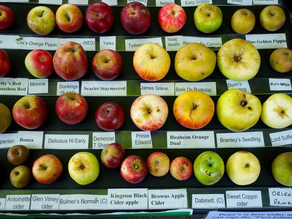 Названия зеленых яблок с фото Different Apple Varieties Bramley, Apple