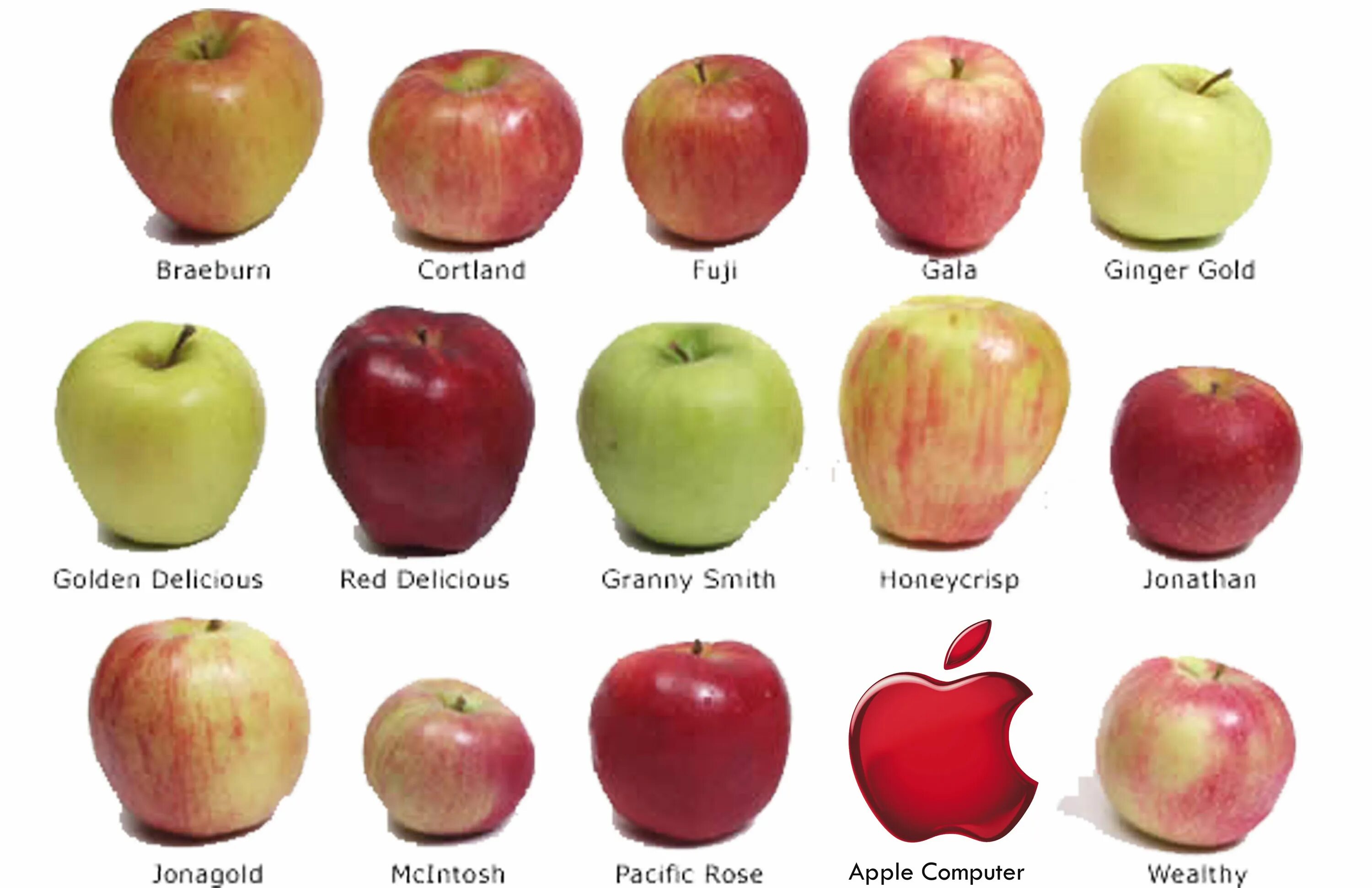 Названия зеленых яблок с фото Apples to Apples Fruit recipes, Food info, Food hacks