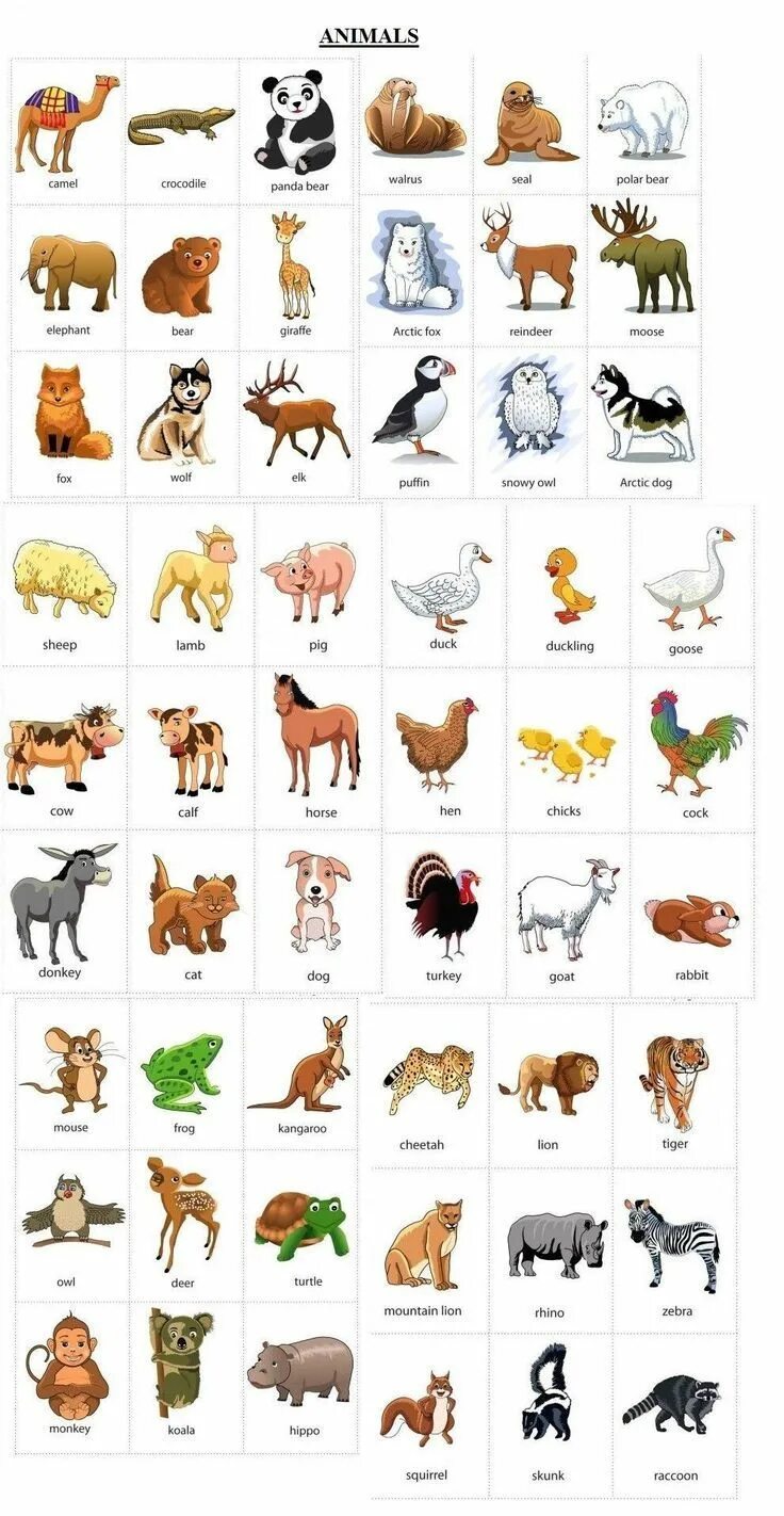 Названия животных на английском картинки Masculine And Feminine Gender Of Animals - Male And Female Animals Learning engl