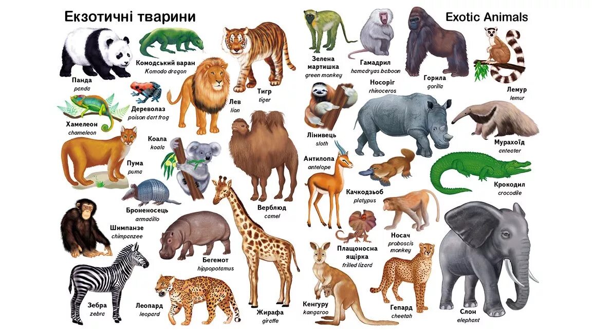 Названия животных на английском картинки Первые слова. Животные, английский язык - детские книги Пегас