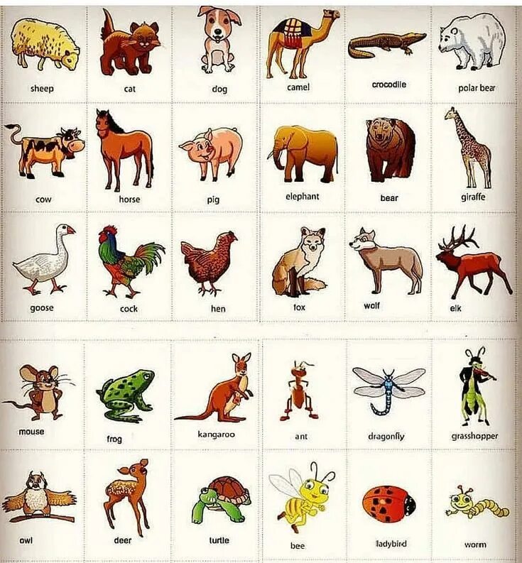 Названия животных на английском картинки Pin by viviane cetano on Animais em ingles English language learning, Learn engl