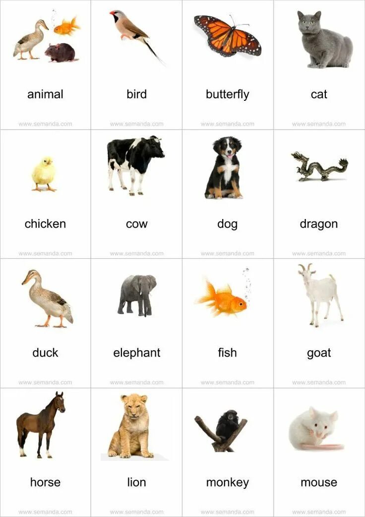 Названия животных на английском картинки Printable PDF Flashcards (English - Chinese + ... - Semanda.com Gender of animal