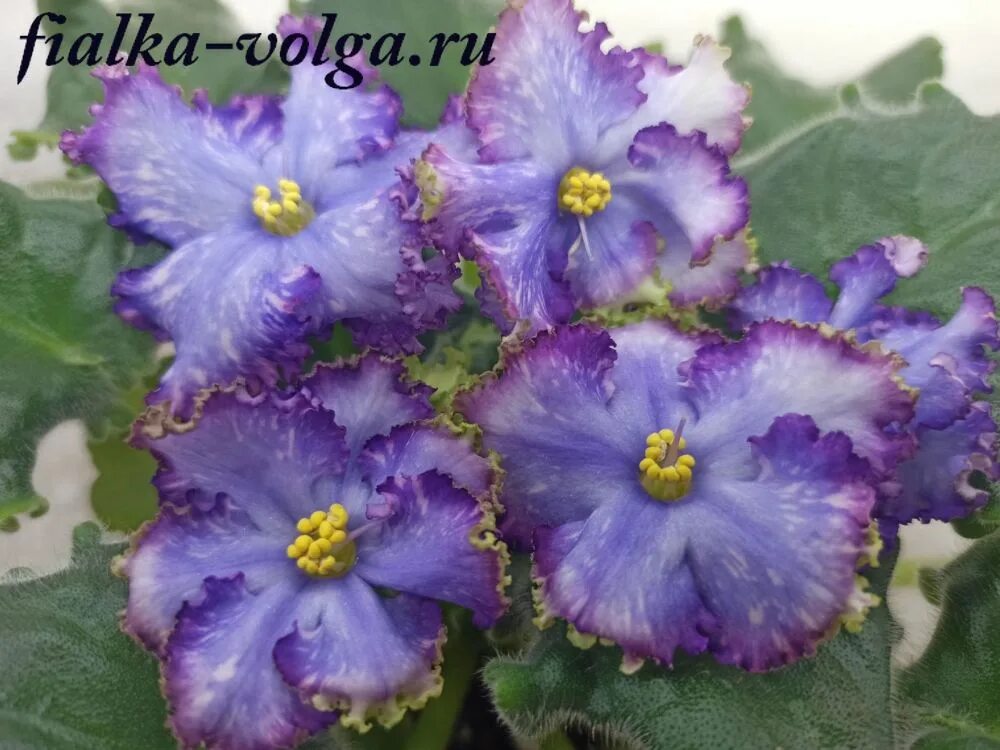 Нд бабочка морфо фиалка фото Главная Стандарты (Отечественные) Данилова-Суворова НД-Бабочка Морфо Сайт Светла