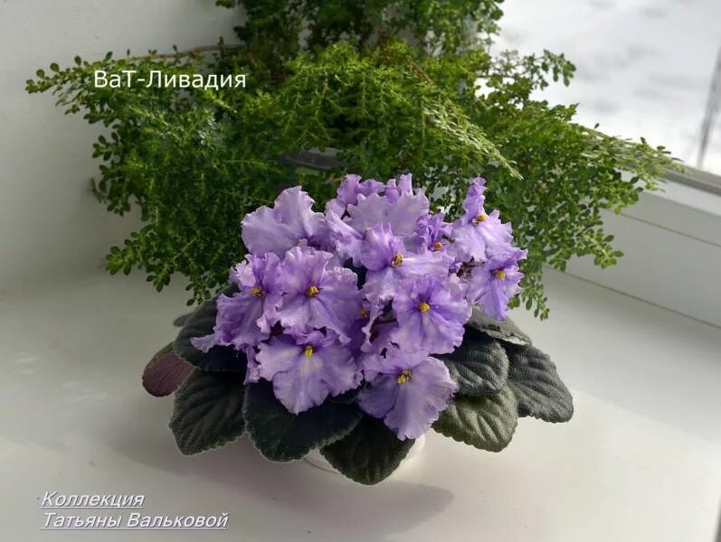 Нд ливадия фиалка фото Virtual Violet :: Просмотр темы - Моя селекция (сорта ВаТ-)