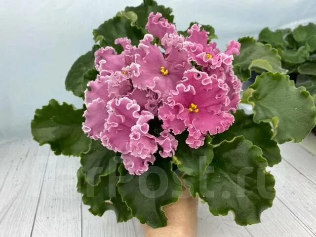 Нд ливадия фиалка фото Фиалка (сенполия) НД-Ливадия, цветущая розетка, в наличии. Цена: 600 ₽ во Владив