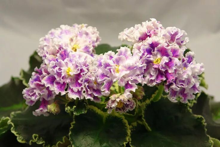 Нд мечта фиалка фото НД Первоклашка Plants, Garden