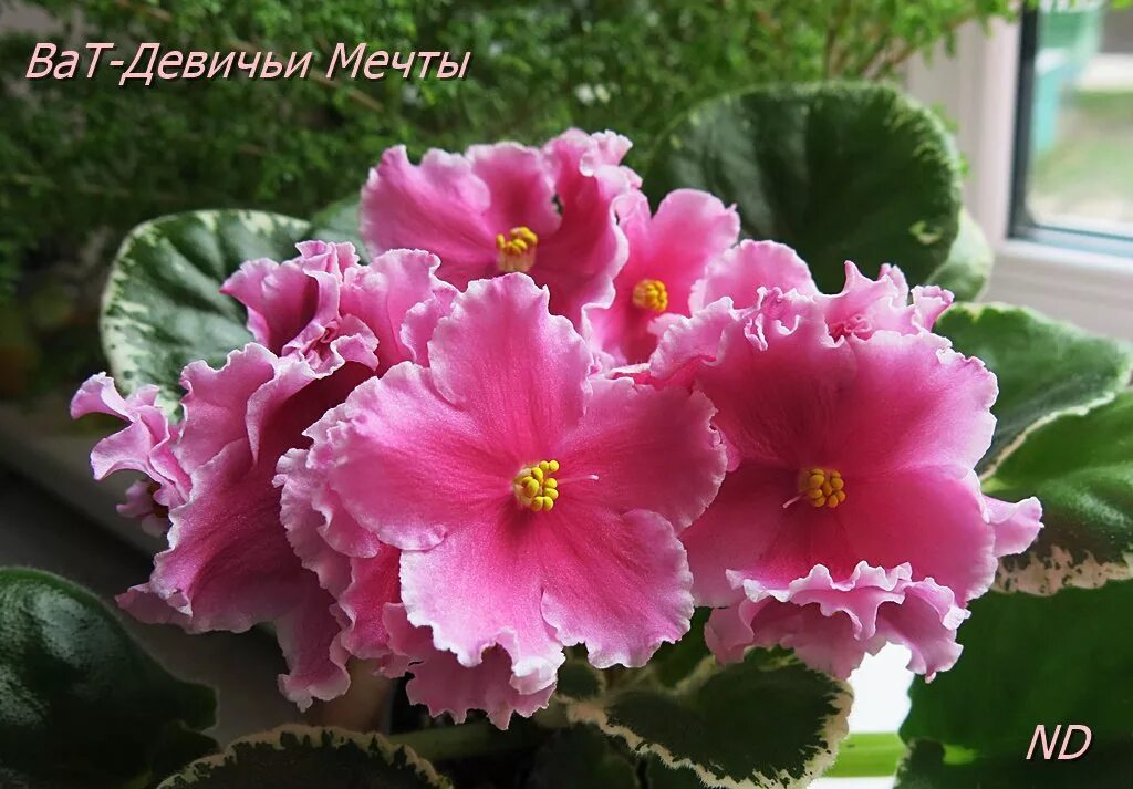 Нд мечта фиалка фото Virtual Violet :: Просмотр темы - ВаТ-Девичьи Мечты (Т.Валькова)