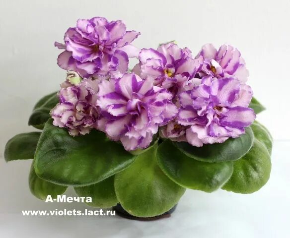 Нд мечта фиалка фото � � � � � � � � � � � � � � � � � � � � � � � � Африканская фиалка, Семена цвето
