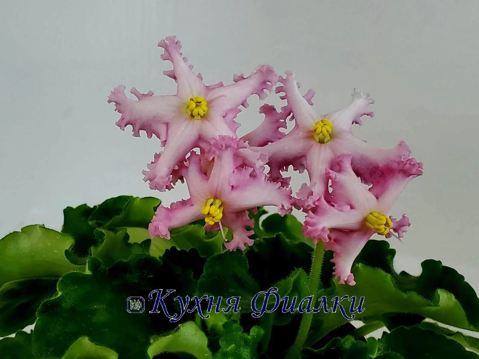 Нд мечта фиалка фото НД-Мечта Plants, Garden, Violet