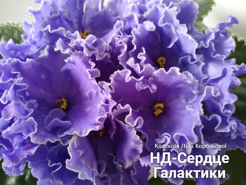 Нд сердце галактики фиалка фото Virtual Violet :: Просмотр темы - НД-Сердце Галактики (Н.Данилова-Суворова)