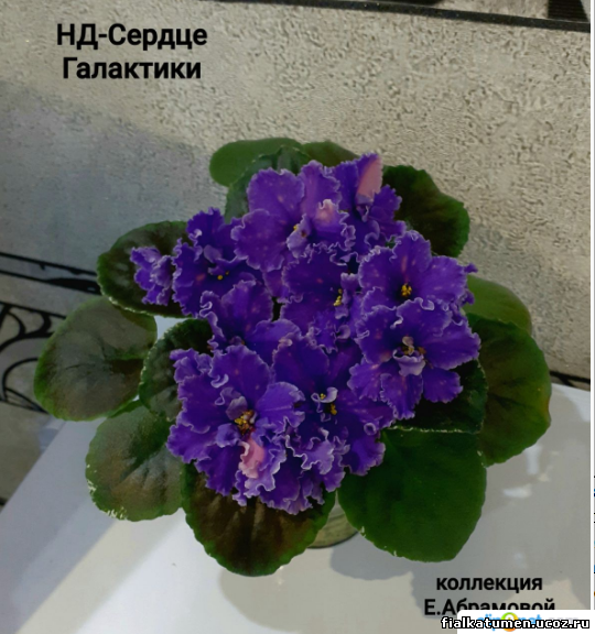 Нд сердце галактики фиалка фото Тюменская фиалка - стр.37