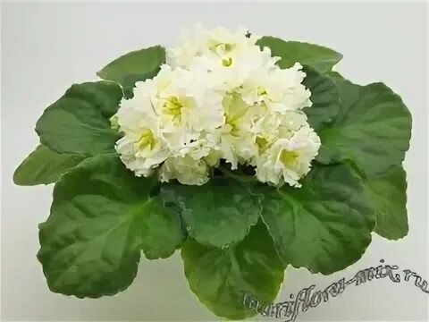 Нд солнечный декабрь фиалка фото Фиалка вв дарина Buket-msk.ru