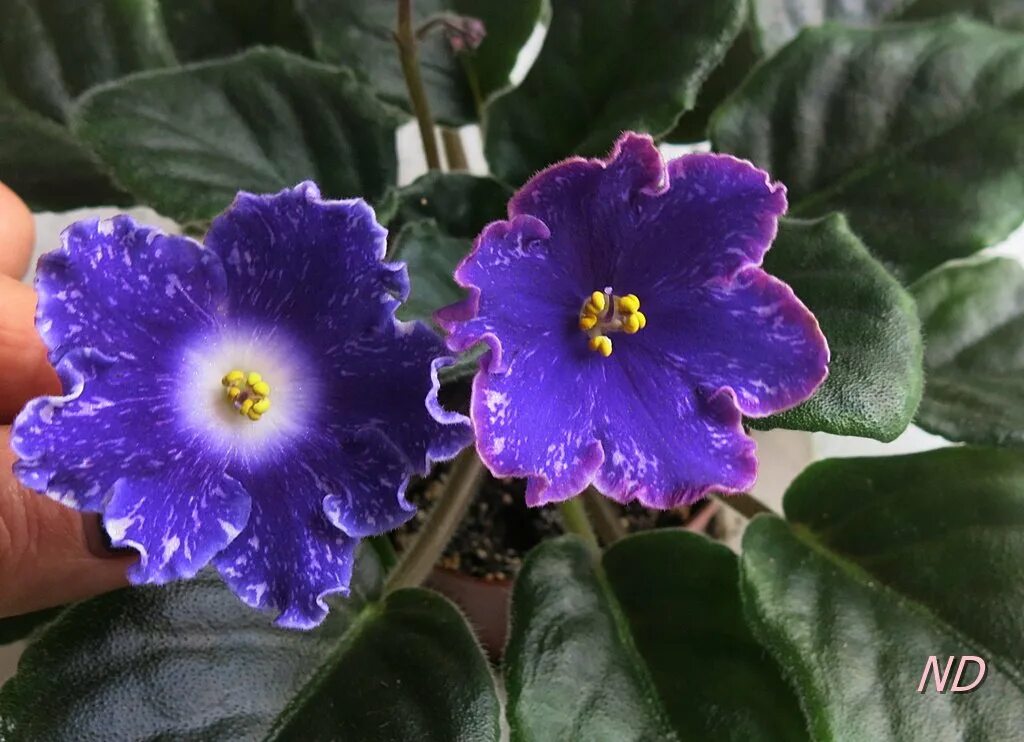 Нд уральские самоцветы фиалка фото Virtual Violet :: Просмотр темы - НД-Уральские Самоцветы (Н.Данилова-Суворова)