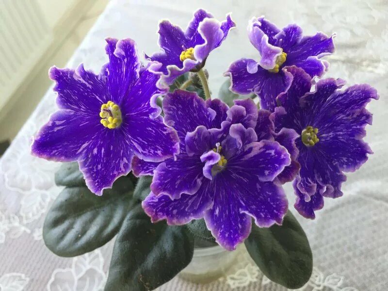 Нд уральские самоцветы фиалка фото Блеск и красота НД Уральские Самоцветы Люкс Зеленый рай Фотогалерея природы на d