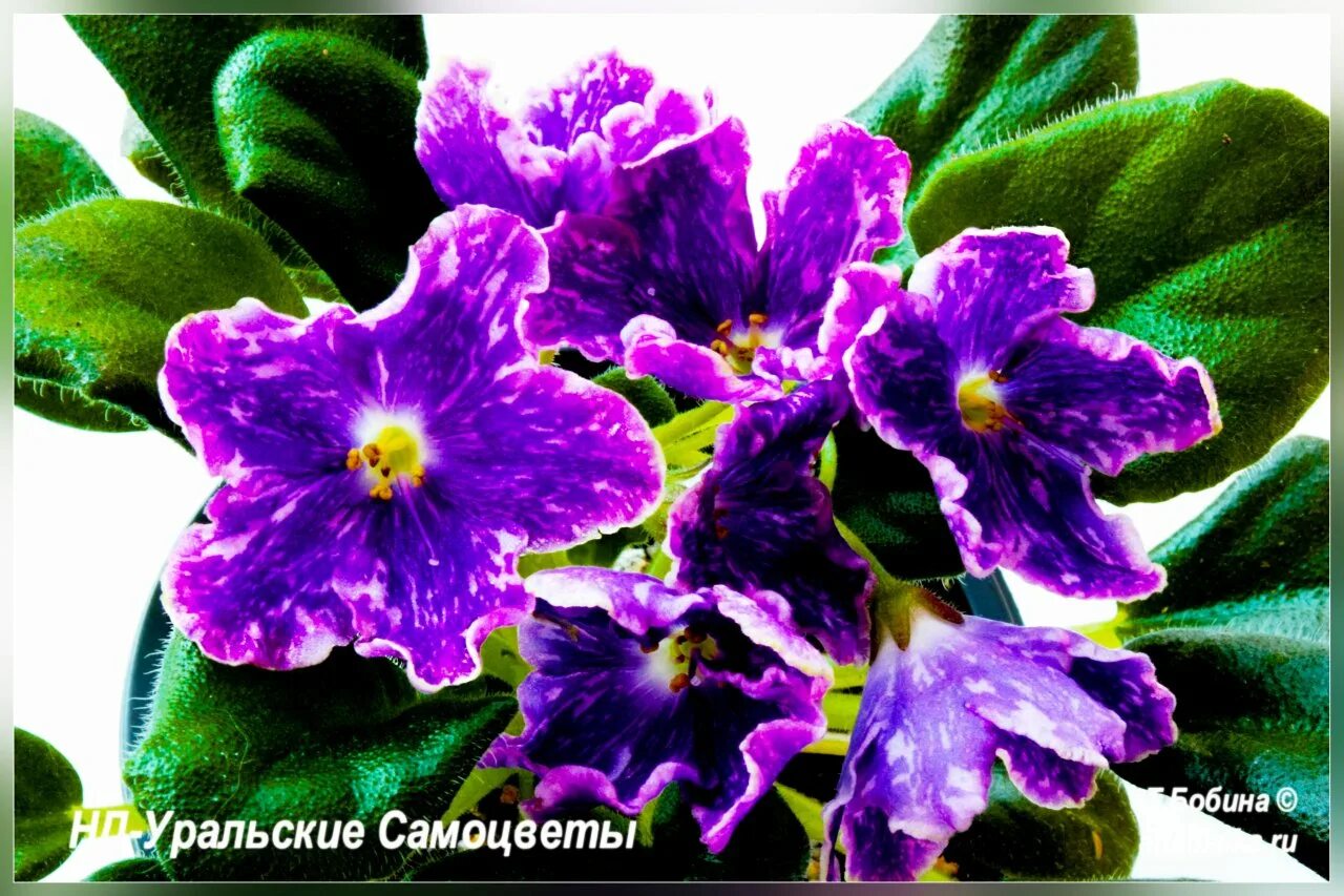 Нд уральские самоцветы фиалка фото Фиалка уральские самоцветы (153 фото)
