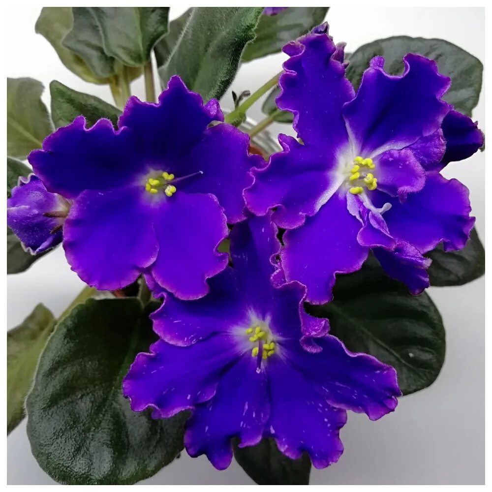 Нд уральские самоцветы фиалка фото Сортовая сенполия НД - Уральские самоцветы. Узамбарская фиалка