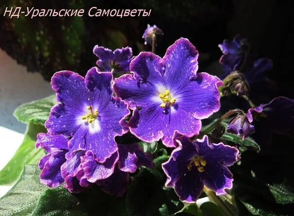 Нд уральские самоцветы фиалка фото Укоренные детки сортовых фиалок , Симферополь, фото пример цветения сорта. Объяв