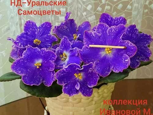 Нд уральские самоцветы фиалка фото Фиалка уральские самоцветы DriveFoto.ru