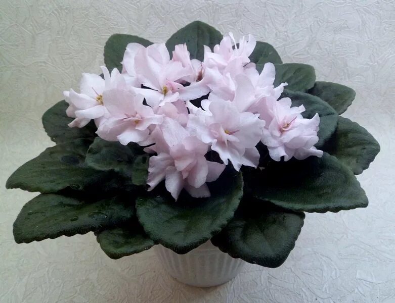 Нд желтая магнолия фиалка фото и описание Моя Фиалка * Просмотр темы - Magnolia (M. Burns/R. Nadeau)