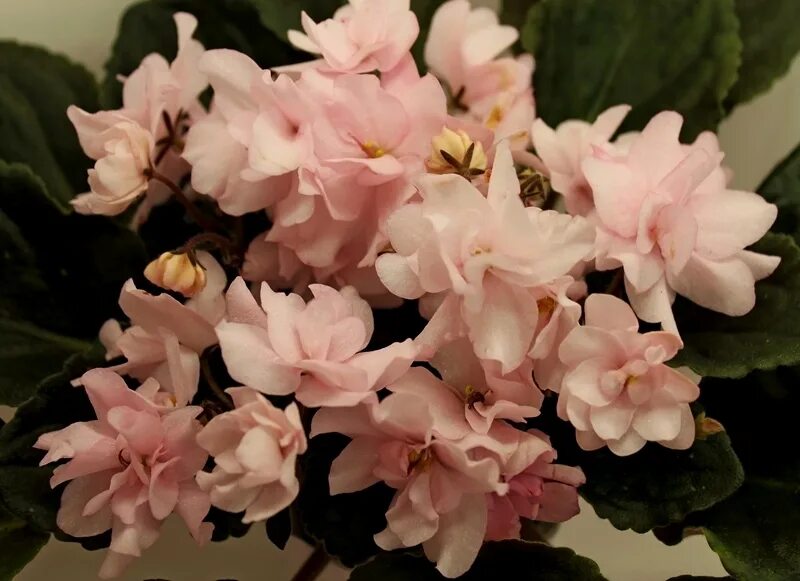 Нд желтая магнолия фиалка фото и описание Сенполии Magnolia