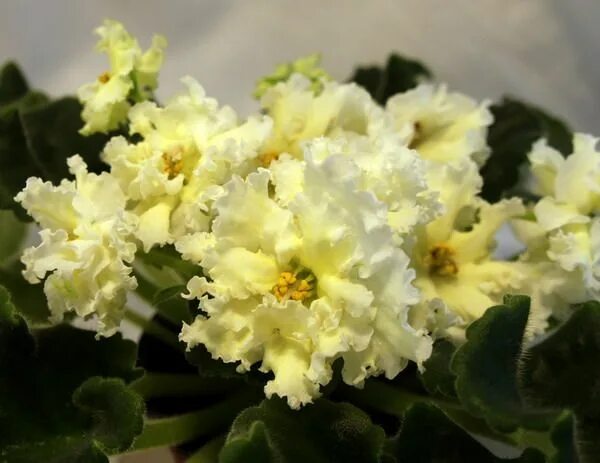Нд желтая магнолия фиалка фото и описание ЛЕ-Мадам Клико African violets, African violets plants, Plants