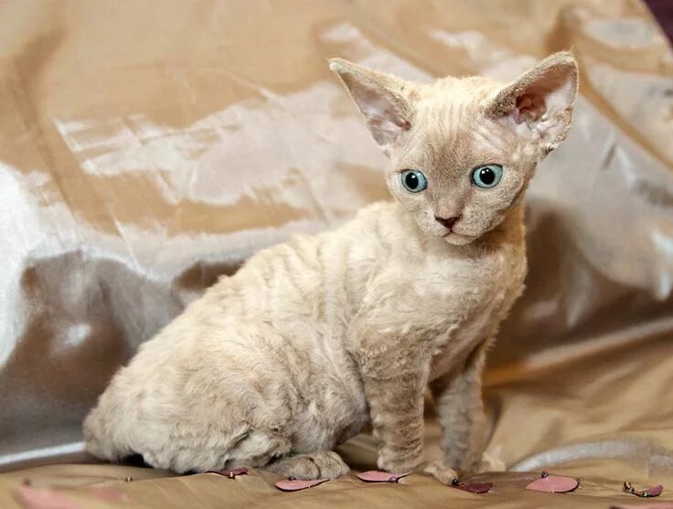 Не аллергенные кошки фото Devon Rex Devon rex cats, Devon rex kittens, Rex cat
