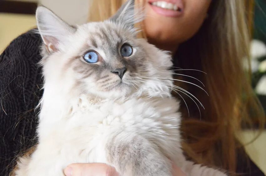 Не аллергенные кошки фото Il siberiano, il gatto ipoallergenico Ferplast Blog
