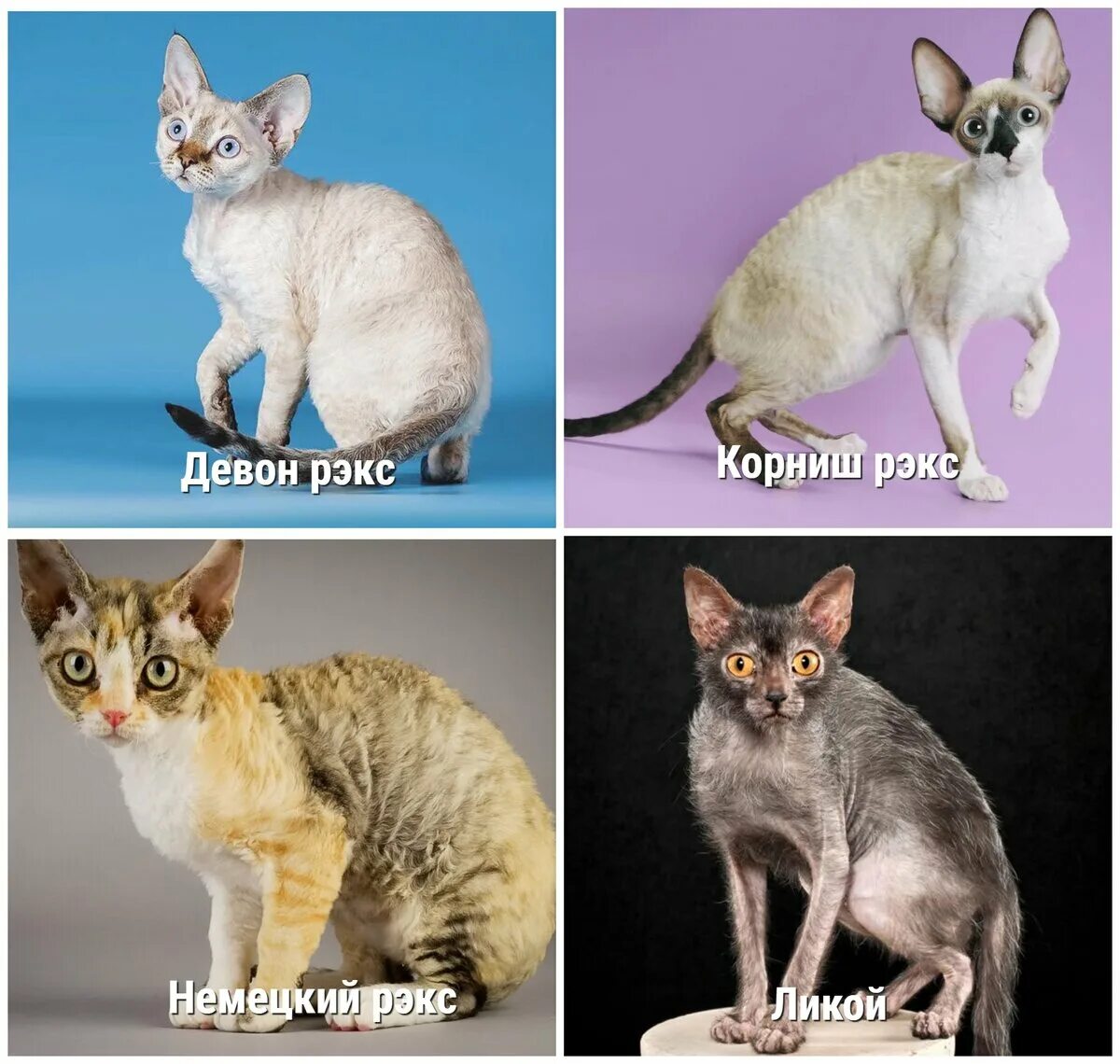 Не аллергенные кошки фото Гипоаллергенные кошки: полный список пород Про Кошек Дзен