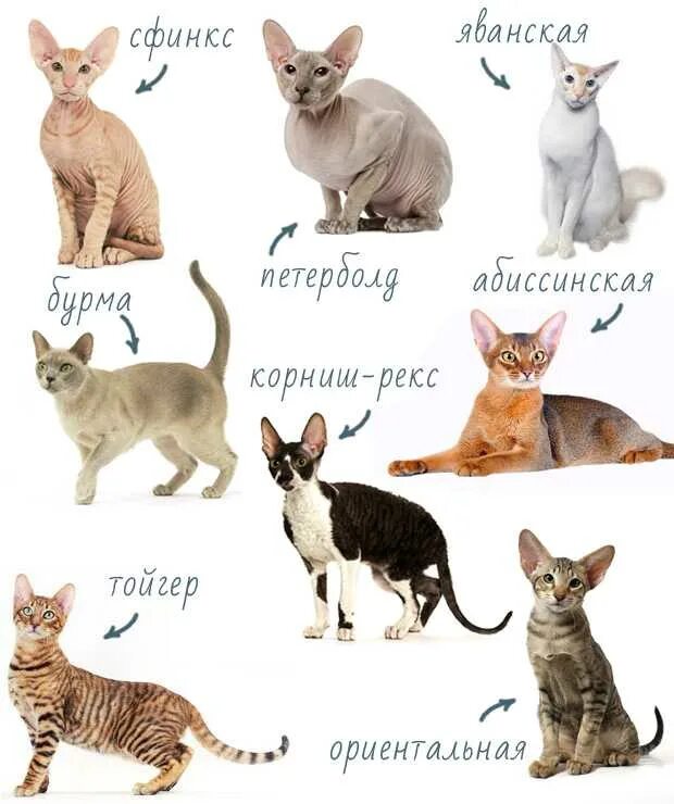 Не аллергенные кошки фото Гипоаллергенные кошки: полный список пород для аллергиков и астматиков, неаллерг