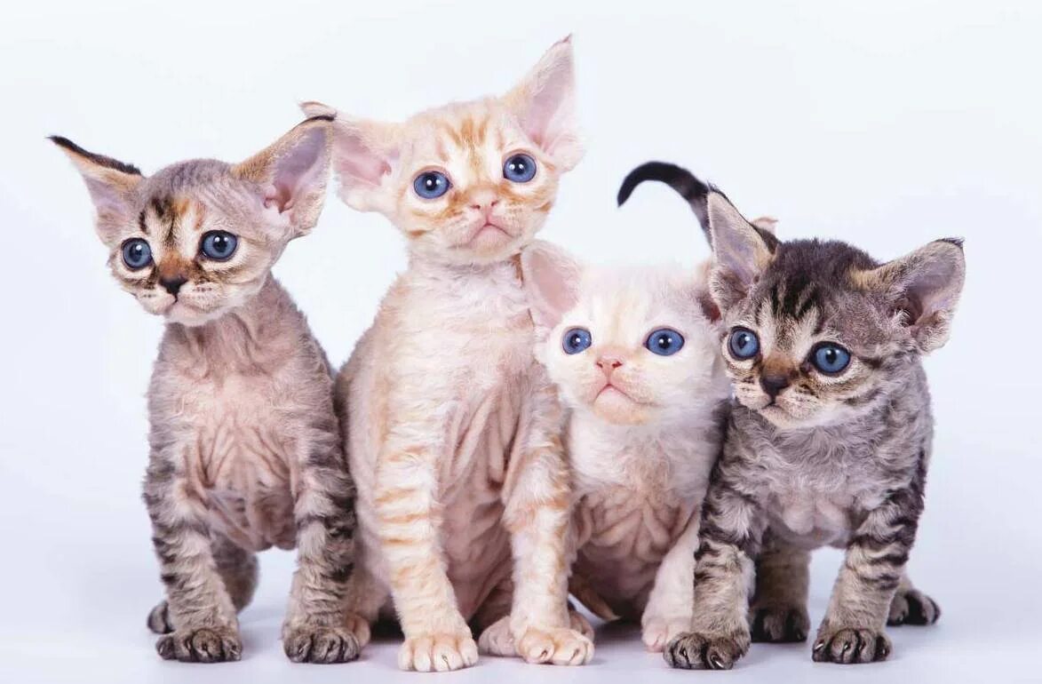 Не аллергенные кошки фото Pets