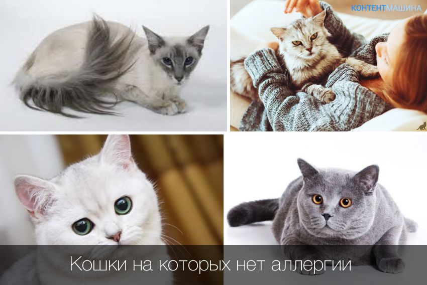 Не аллергенные кошки фото Животные для аллергиков и астматиков: найдено 88 изображений