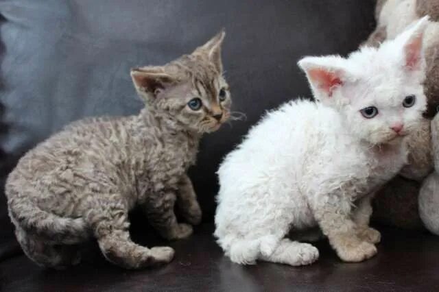Не аллергенные кошки фото Black Devon Rex Cat