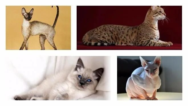 Не аллергенные кошки фото Варианты пород кошек для аллергиков и астматиков, примеры популярных видов