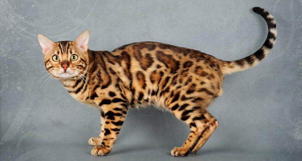 Не аллергенные кошки фото Какая самая дорогая в мире кошка - ТОП-10 Animals, Animal kingdom, Cats