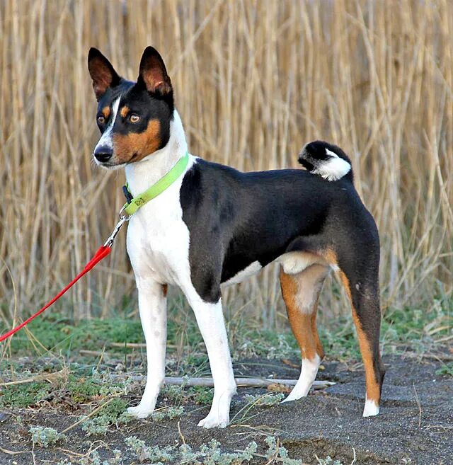 Не лающая собака порода фото File:Basenji, Bronco.jpg - Wikipedia