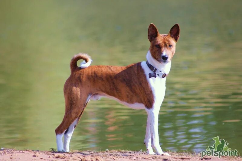 Не лающая собака порода фото Басенджи / Basenji (Congo Dog) - PetsPoint.ru