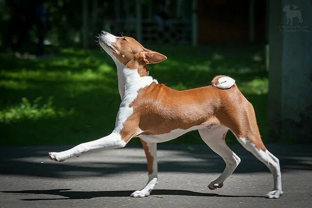 Не лающая собака порода фото Proud of to be basenji Dog breeds, Pet dogs, Basenji dogs