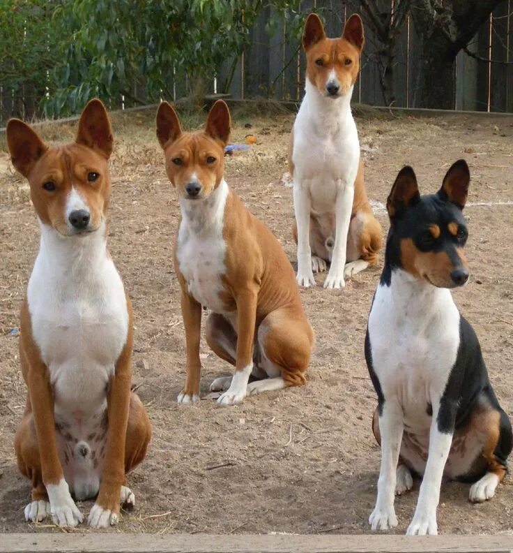 Не лающая собака порода фото Terrier University: Basenji the Barkless Hunting Dog Basenji dogs, Happy dogs, C