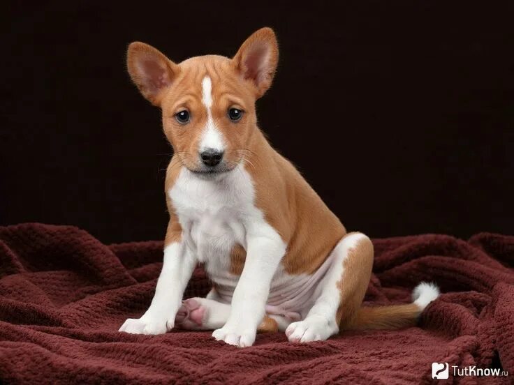 Не лающая собака порода фото African Basenji puppy Basenji puppy, Puppies, Dog breeds