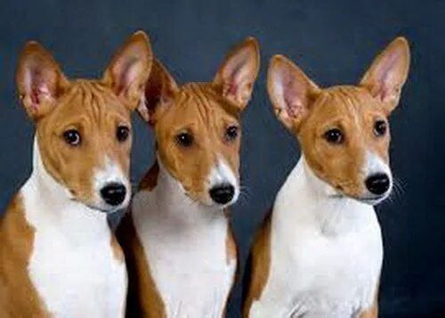 Не лающая собака порода фото Африканская не лающая порода Beautiful dogs, Pets, Doggy
