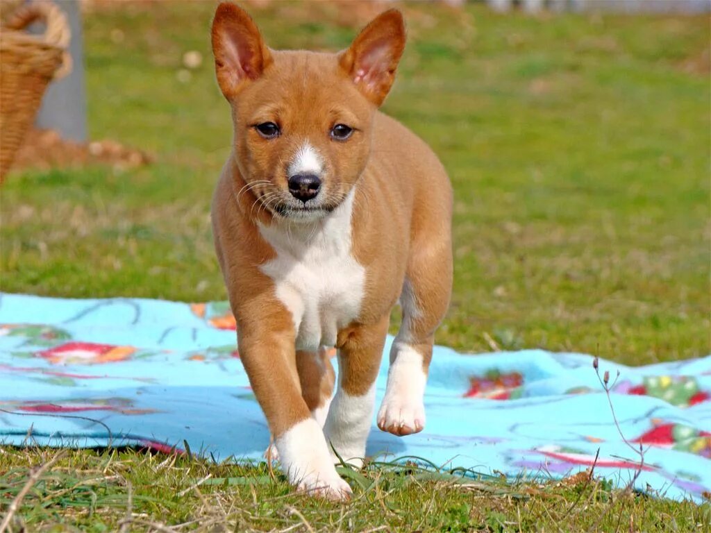 Не линяющие собаки фото brindle basenji dog Shop The Best Discounts Online - OFF 70