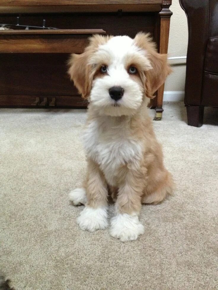 Не линяющие собаки фото Our Tibetan terrier with blue eyes!❤ - Dolan Dogs Terrier puppies, Yorkshire ter