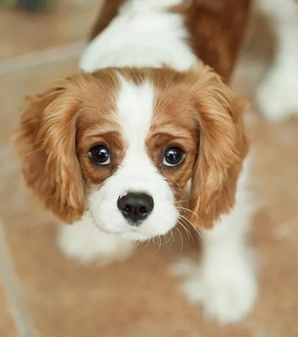 Не линяющие собаки фото Top 10 de Cavaliers King Charles beaucoup trop mignons ! Dogs Chien, Cavalier ki