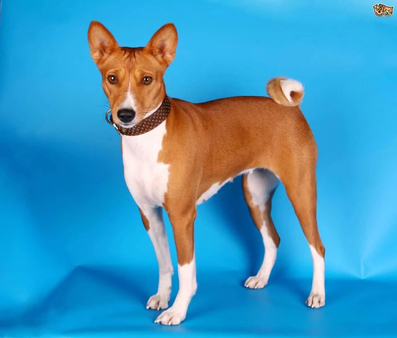 Не линяющие собаки фото 20 Non Shedding Non Barking Dogs: Care, Temperament, Cost - Pet Spruce