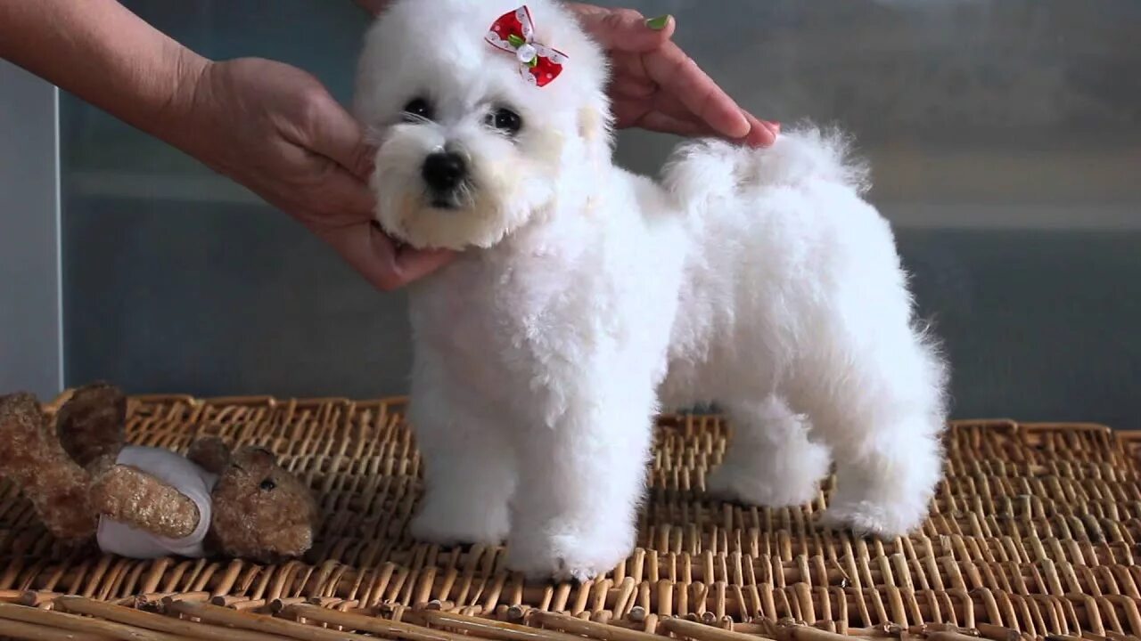 Не линяющие собаки фото щенки бишон фризе ЛЕВГОРД - YouTube
