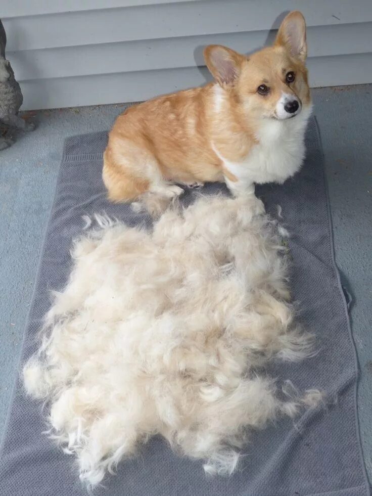 Не линяющие собаки фото Be prepared for lots of Corgi glitter (hair)! Corgi, Corgi dog, Corgi puppy